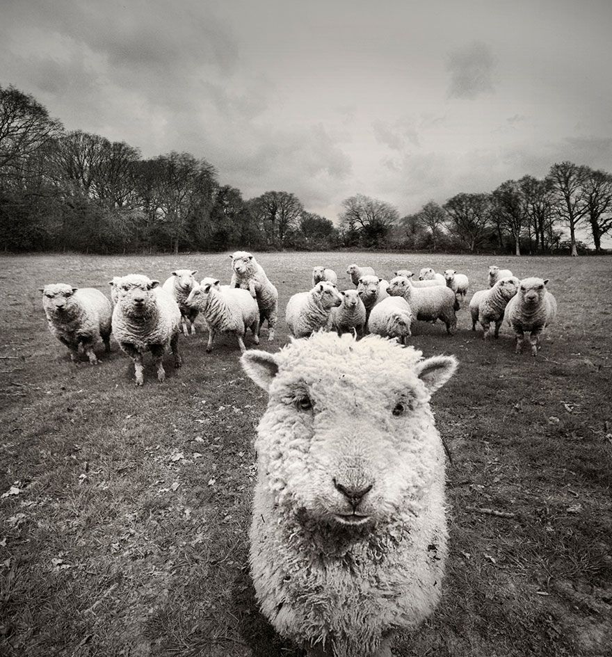 sheep-herds-around-the-world-55_result