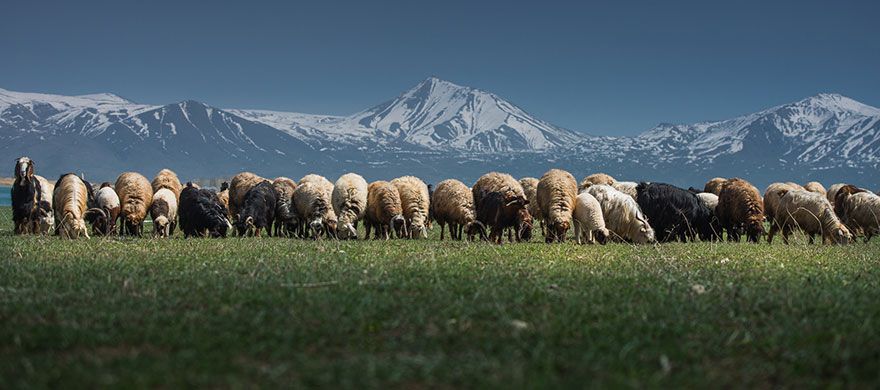 sheep-herds-around-the-world-56_result