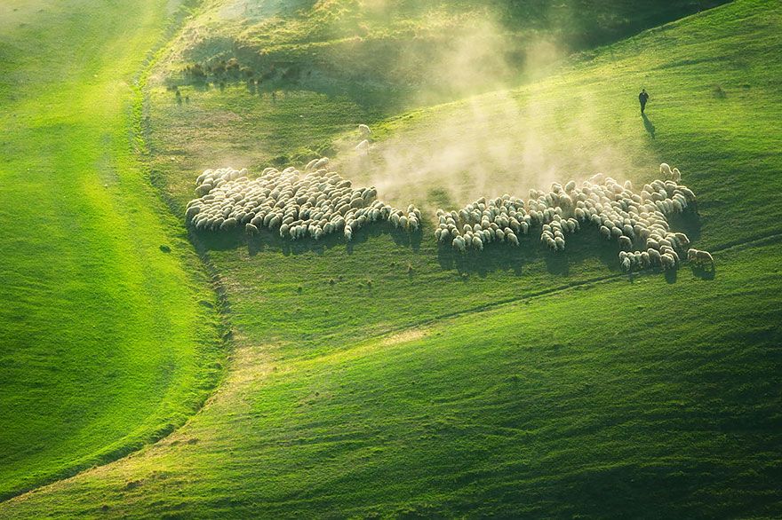 sheep-herds-around-the-world-9_result