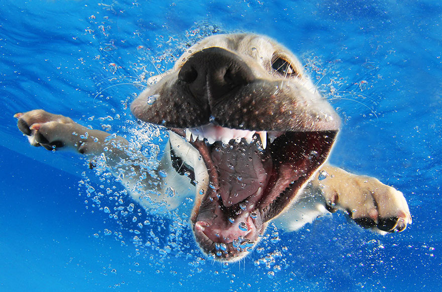 underwater-puppy-photography-seth-casteel-8