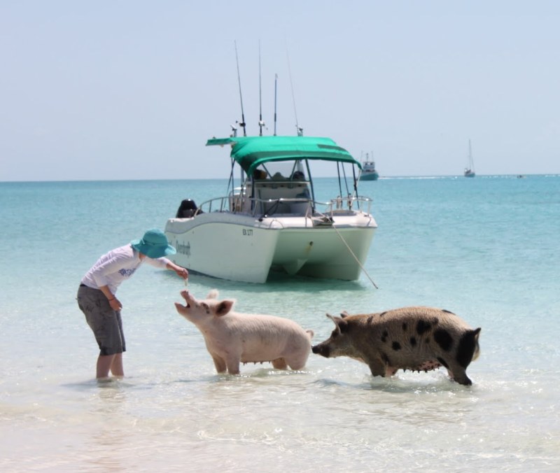 Свиньи в воде-17
