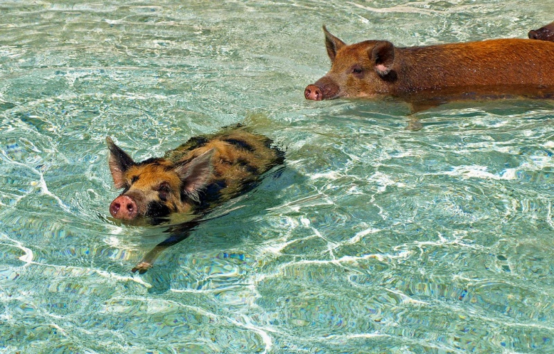 Свиньи в воде-4