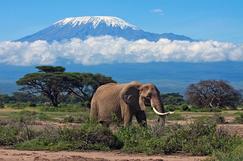 Слон на фоне горы Килимандажро
