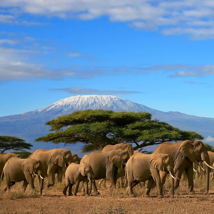 Слоны на фоне горы Килимандажро