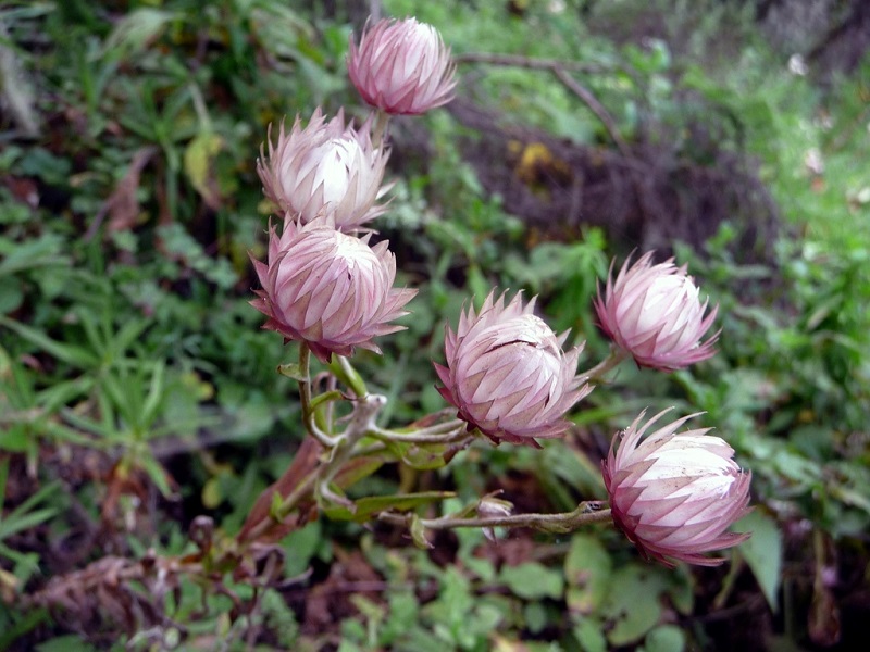 Цветы близ Килиманджаро1