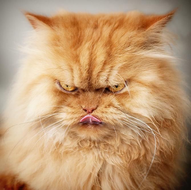 garfi-evil-grumpy-persian-cat-10__700_result