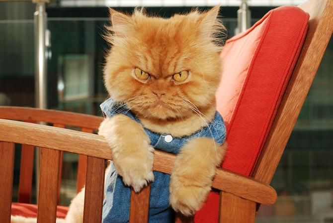 garfi-evil-grumpy-persian-cat-12__700_result