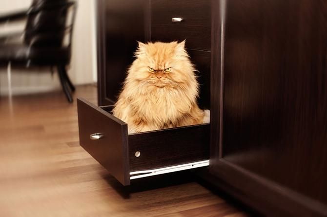 garfi-evil-grumpy-persian-cat-18__700_result