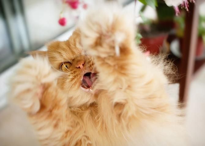 garfi-evil-grumpy-persian-cat-1__700_result