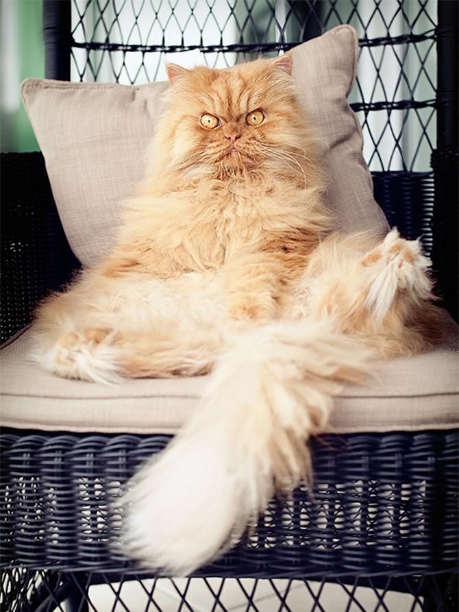 garfi-evil-grumpy-persian-cat-22__700_result