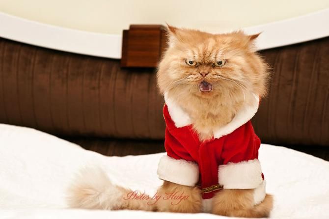 garfi-evil-grumpy-persian-cat-31__700_result