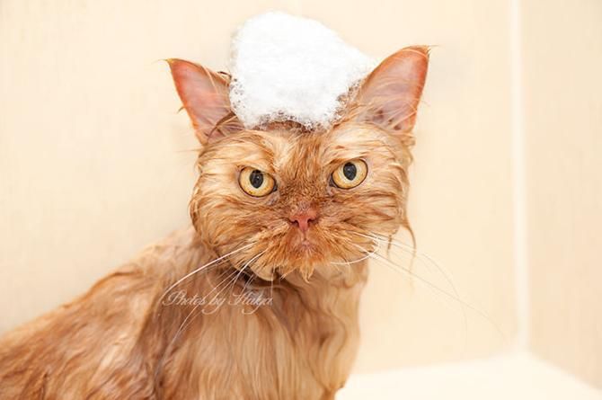 garfi-evil-grumpy-persian-cat-37__700_result