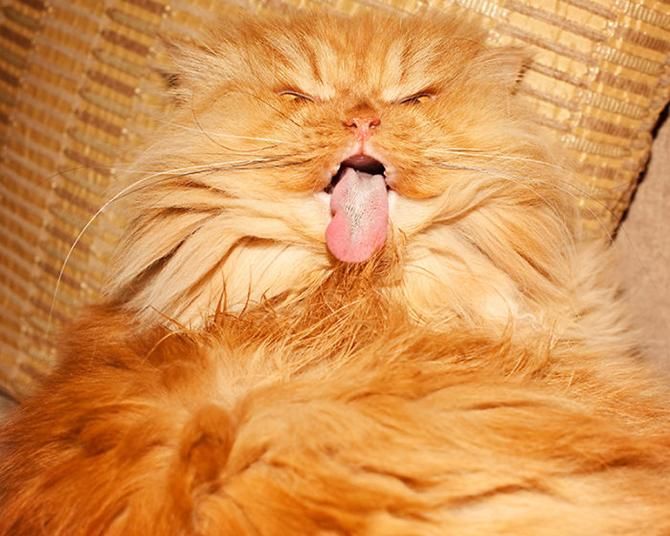 garfi-evil-grumpy-persian-cat-3__700_result