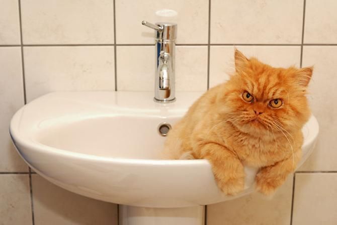 garfi-evil-grumpy-persian-cat-5__700_result