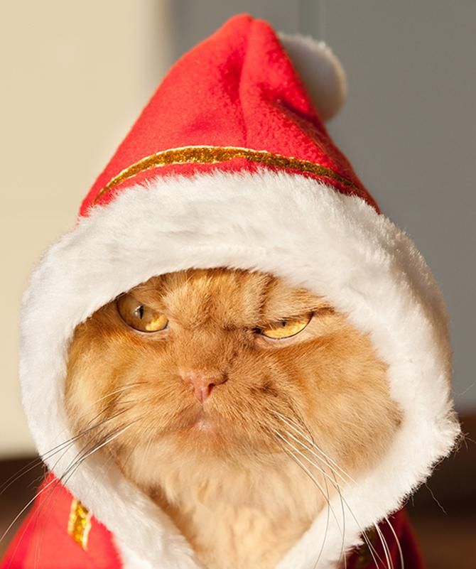 garfi-evil-grumpy-persian-cat-6__700_result
