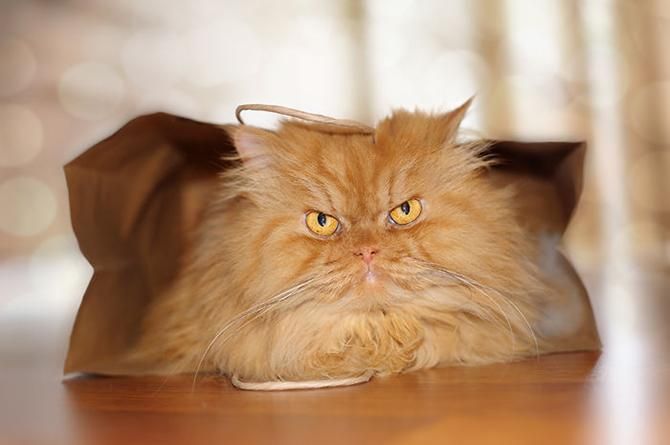 garfi-evil-grumpy-persian-cat-8__700_result