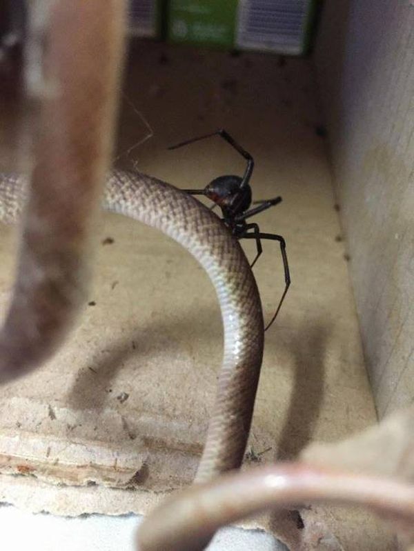 snake_caught_by_spider_02_result