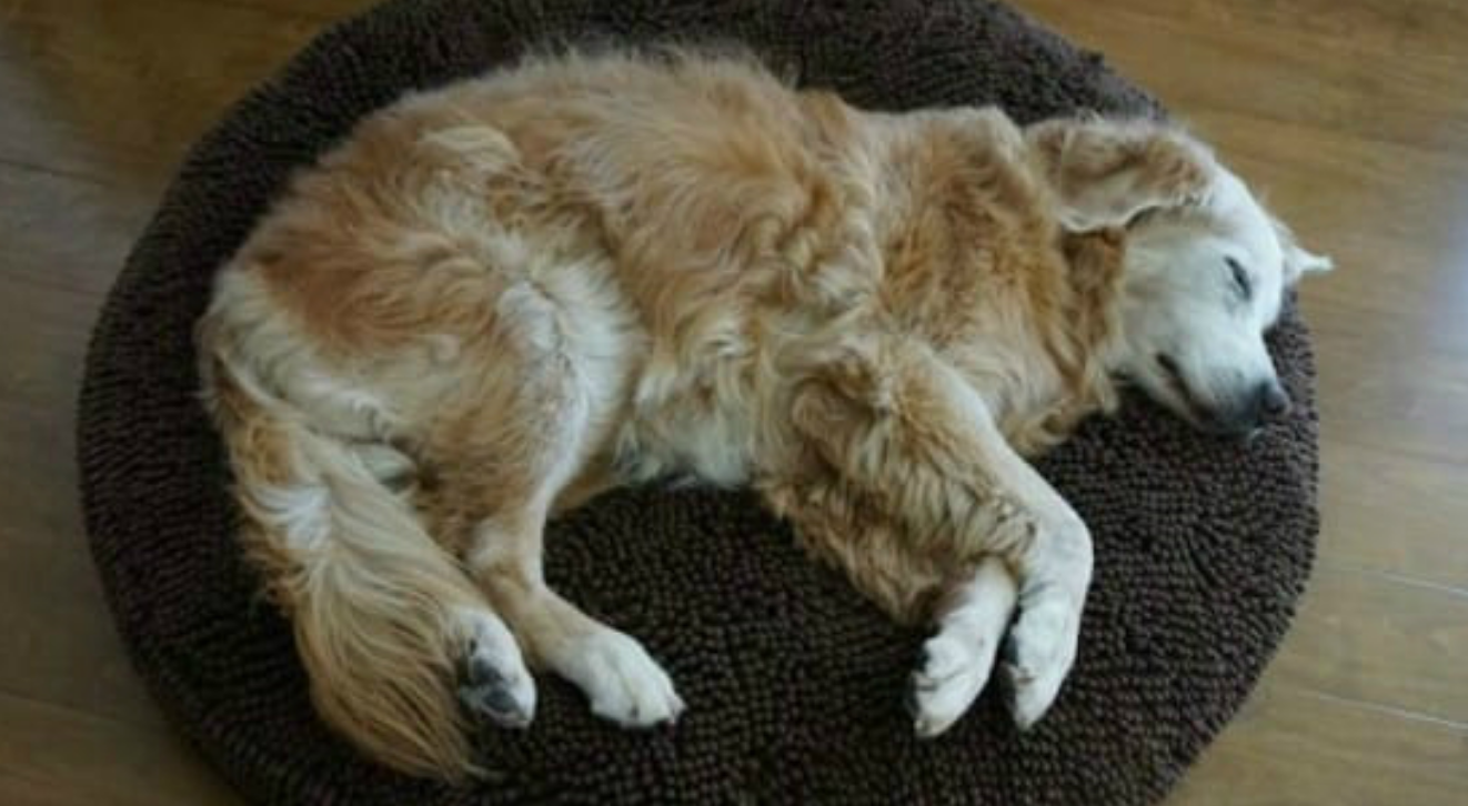 Пес спал в прихожей и охотно. Собака клубочком. Собака свернулась клубком. Собака лежит клубочком.